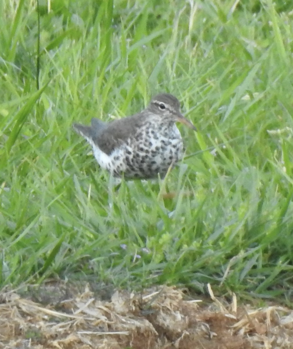 Spotted Sandpiper - ML617965078