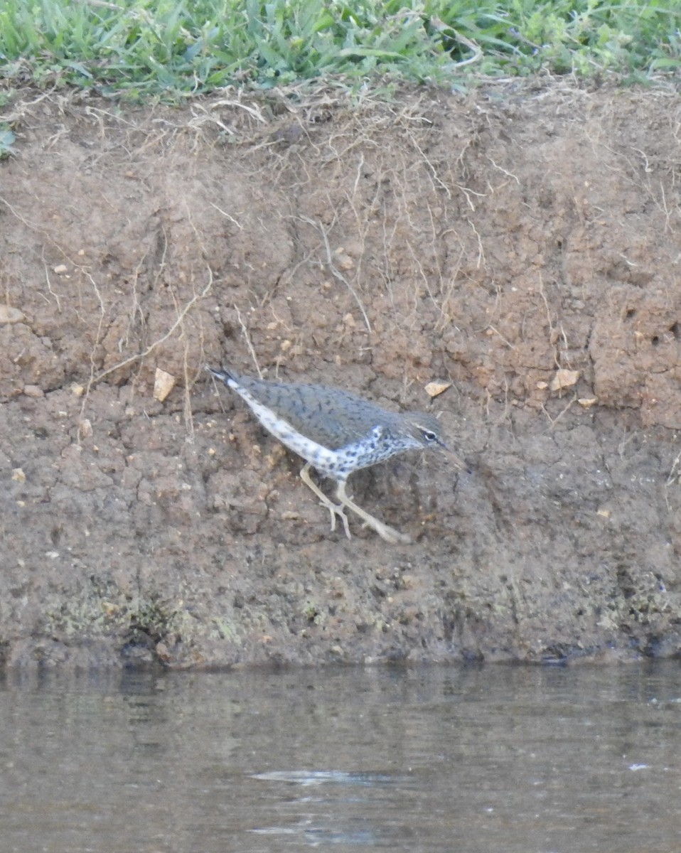 Spotted Sandpiper - Terry Crowe