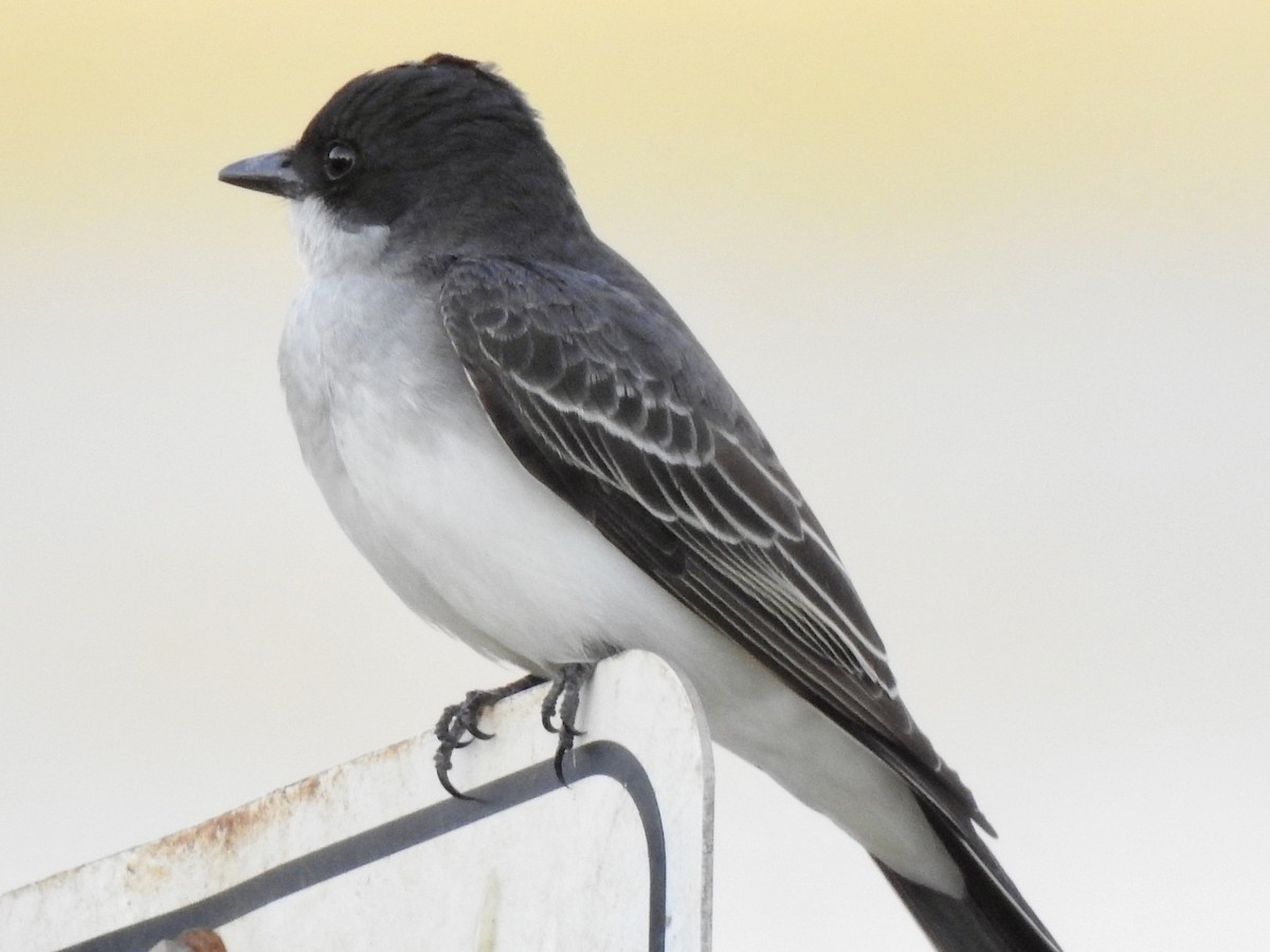 Eastern Kingbird - ML617965086