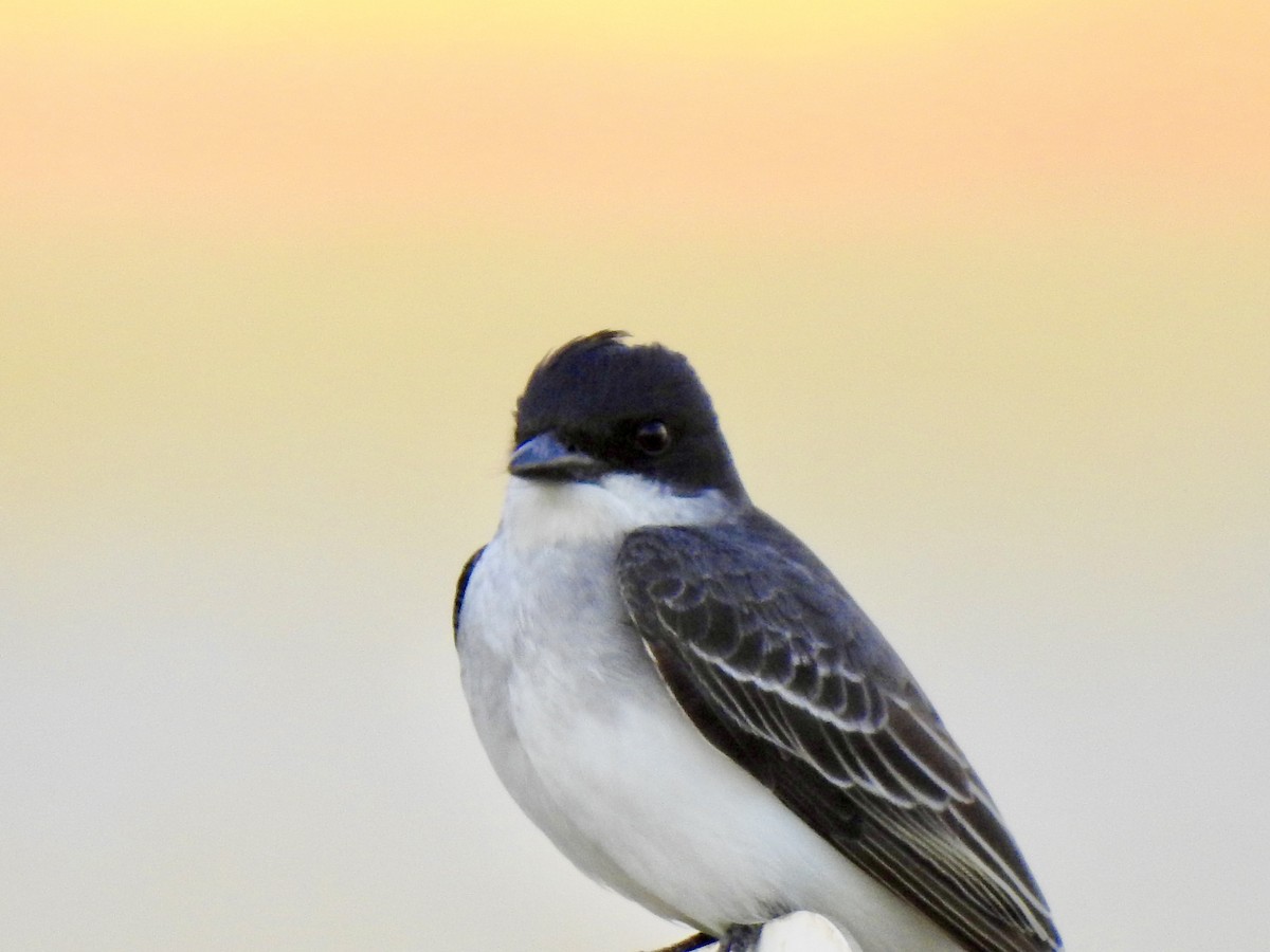 Eastern Kingbird - ML617965087