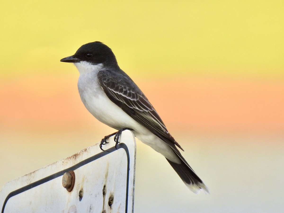 Eastern Kingbird - ML617965088