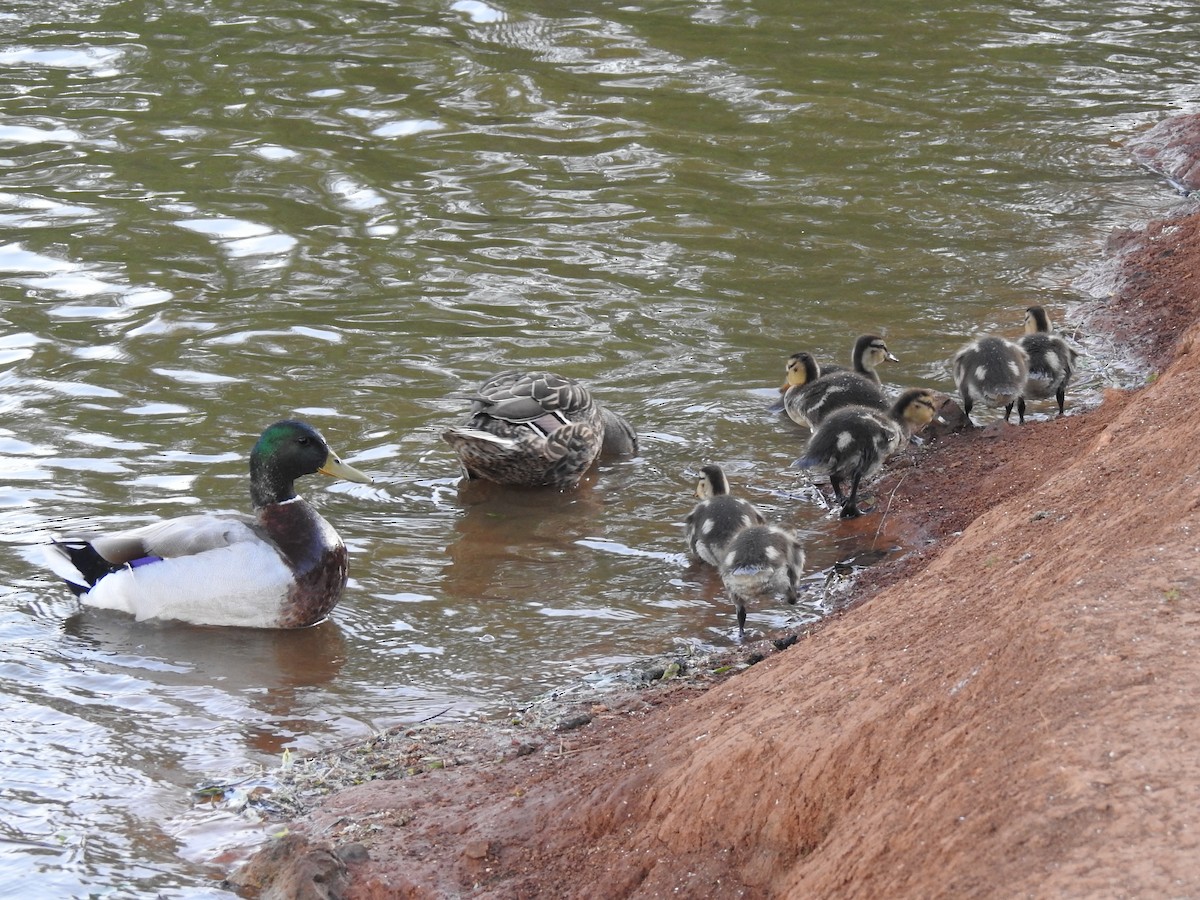 Mallard - Terry Crowe