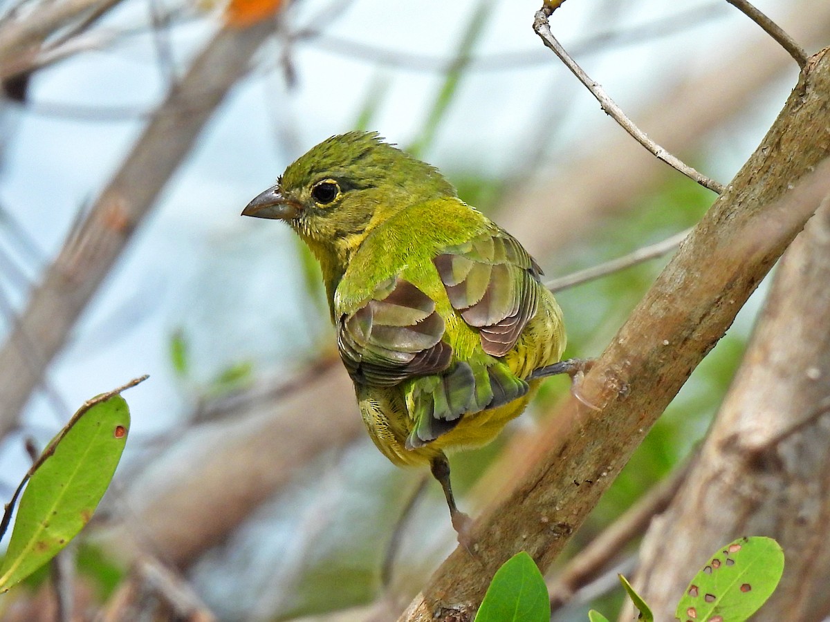 Painted Bunting - ML617965126
