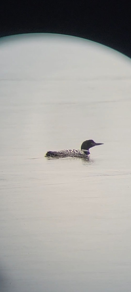 Plongeon huard - ML617965129