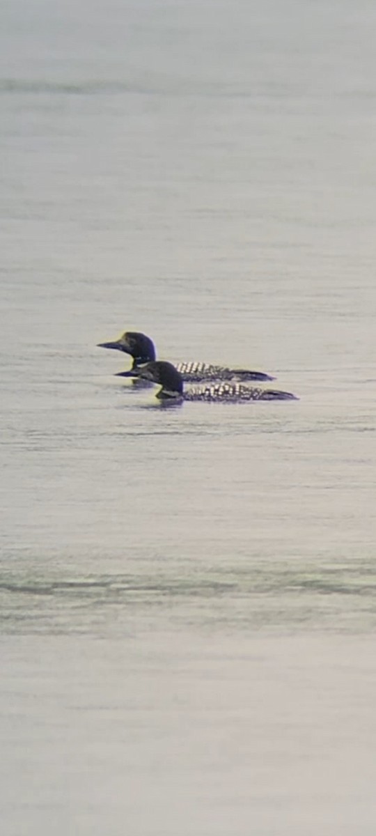 Common Loon - ML617965130