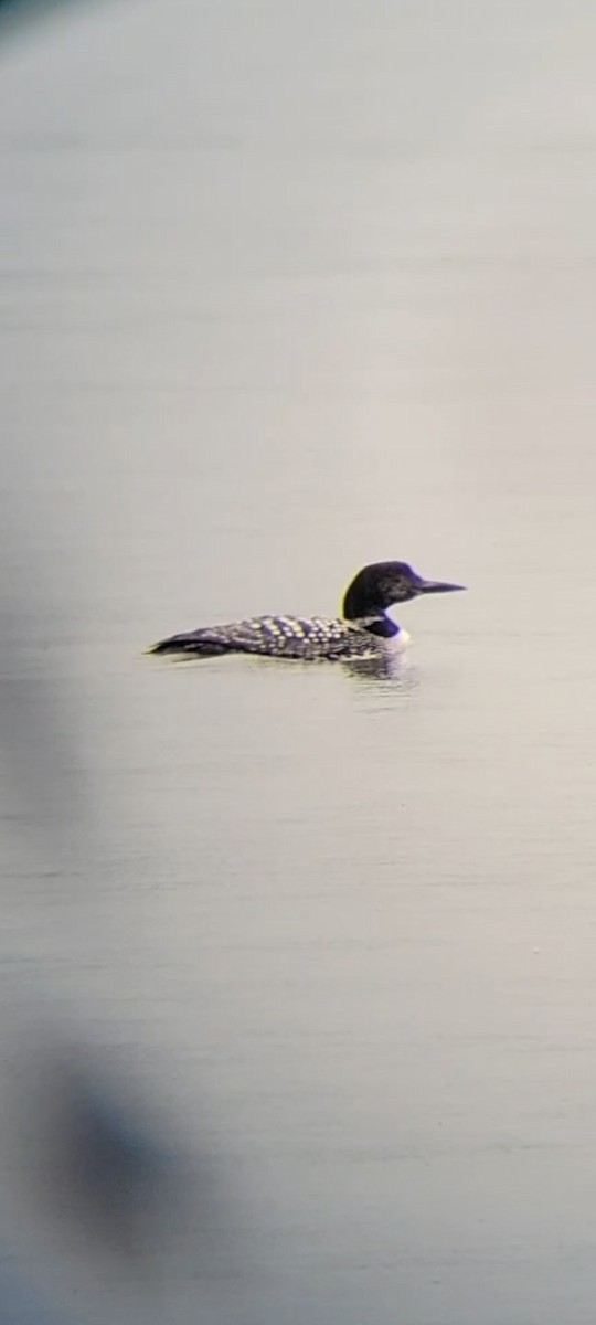 Common Loon - ML617965131