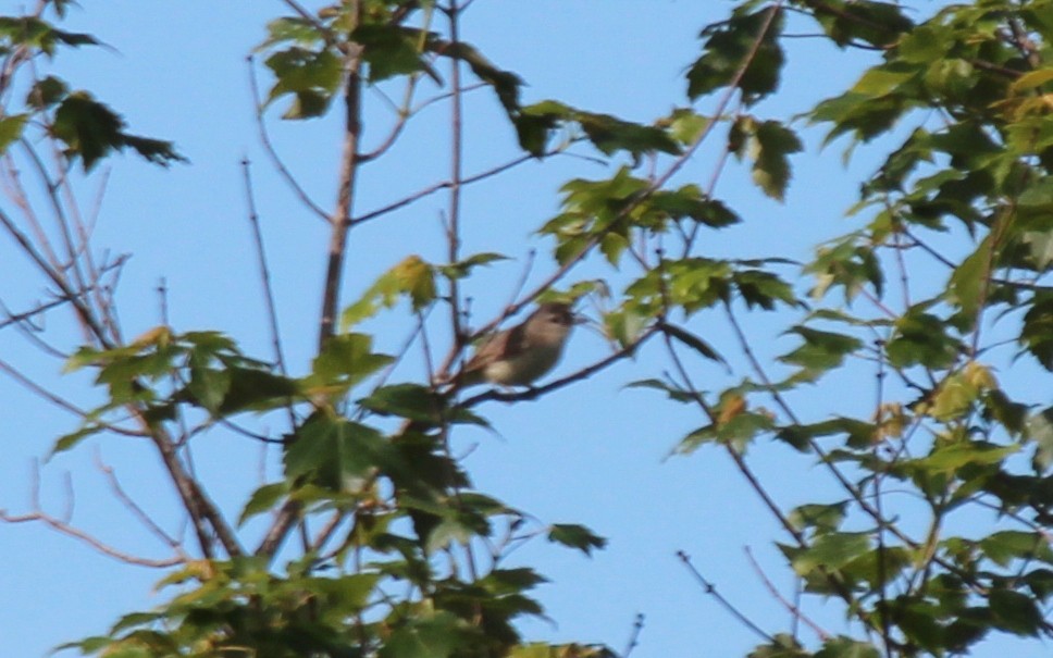 American Goldfinch - ML617965143