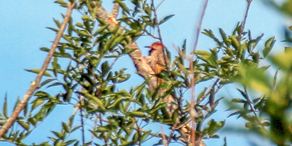 Northern Flicker (Yellow-shafted) - ML617965150