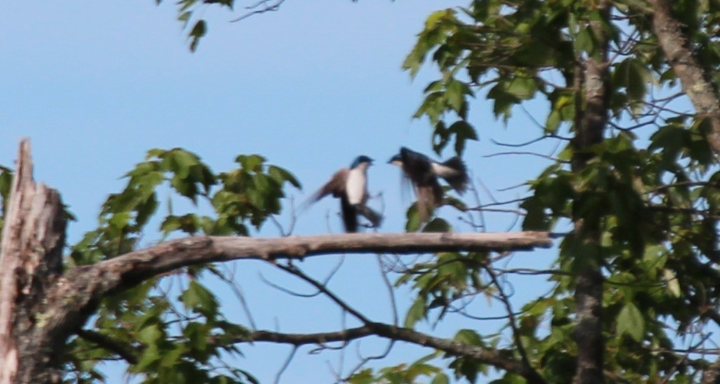 Golondrina Bicolor - ML617965154