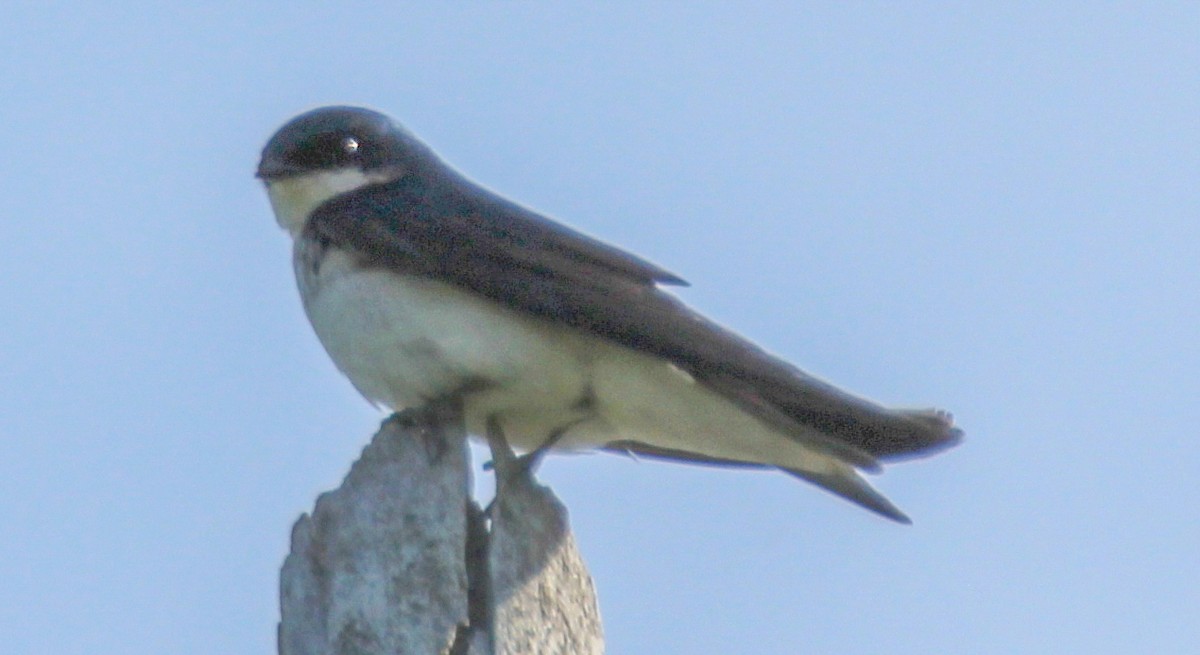 Golondrina Bicolor - ML617965155