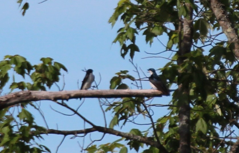 Tree Swallow - ML617965156