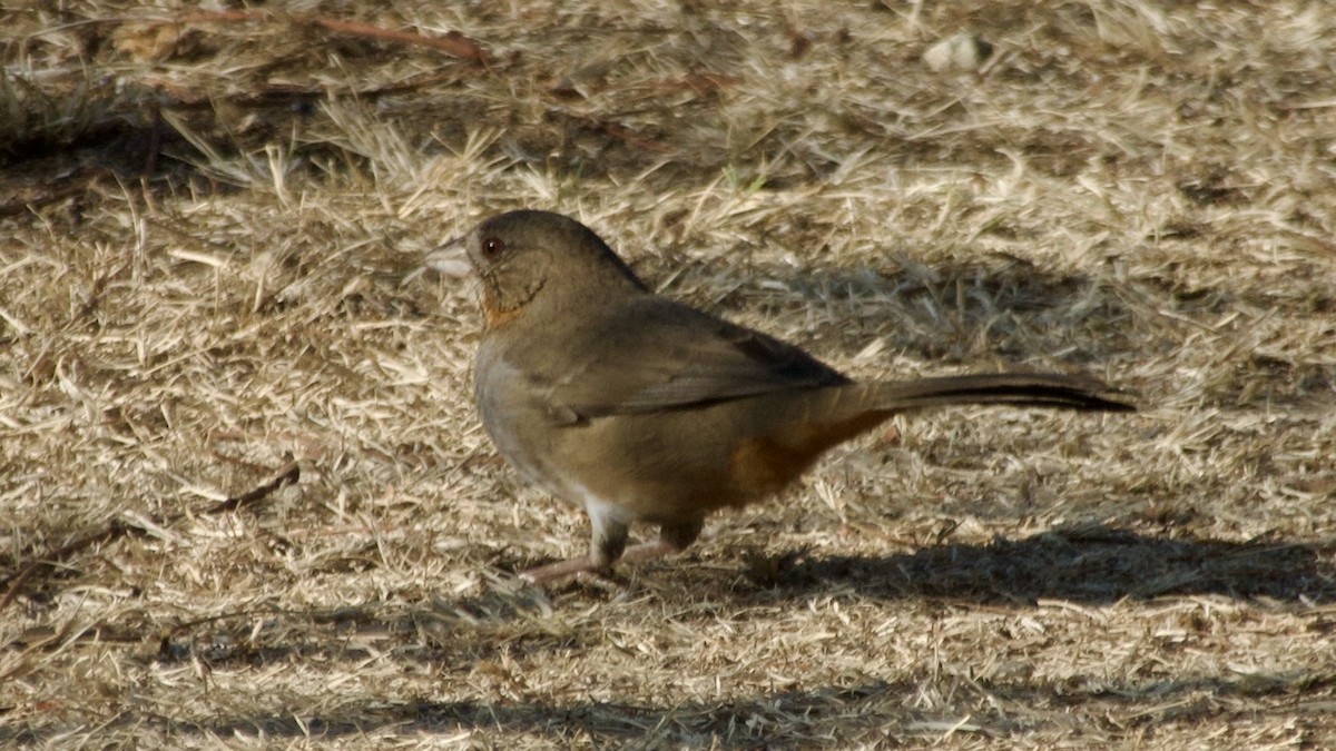 White-throated Towhee - Jan Ekkers