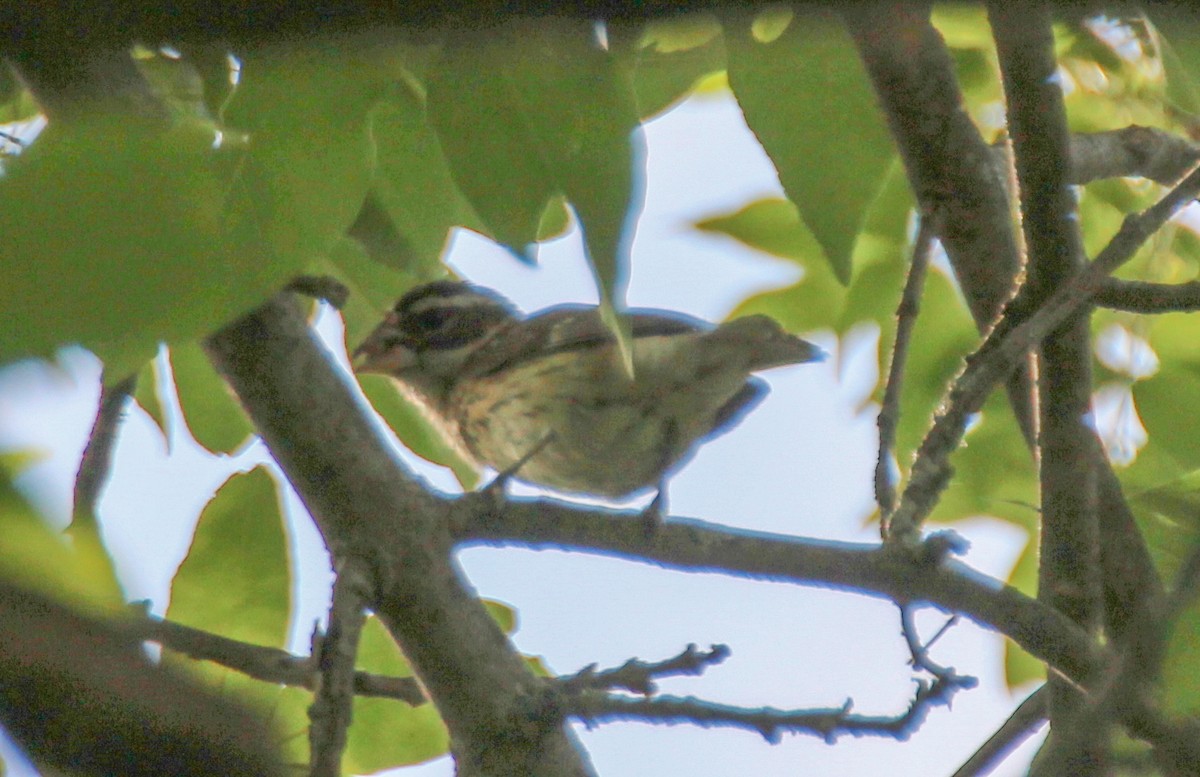 Rose-breasted Grosbeak - ML617965172