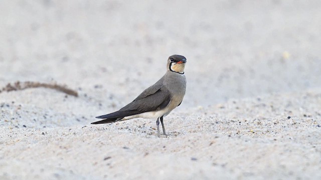 Oriental Pratincole - ML617965194