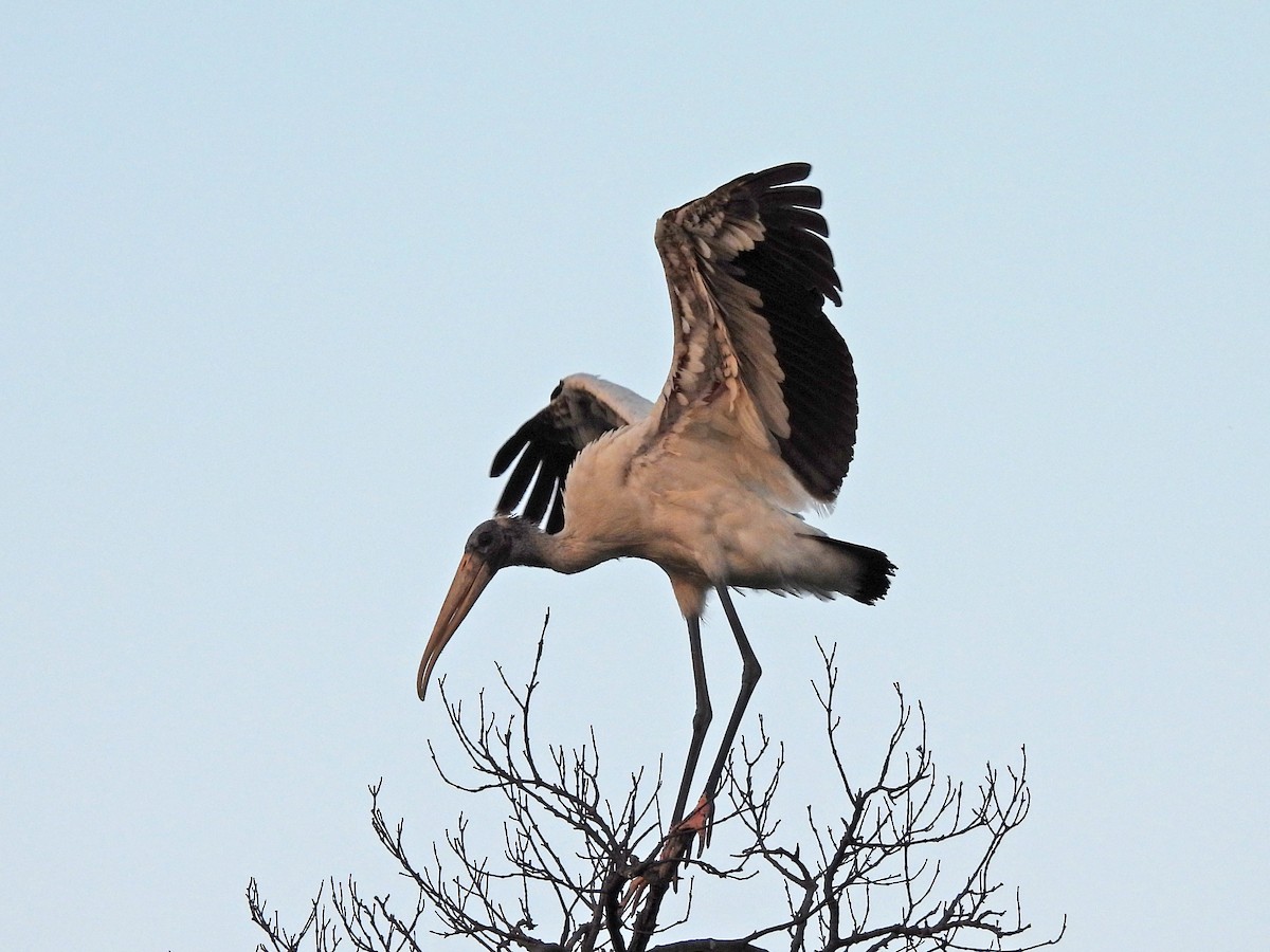 Wood Stork - ML617965196