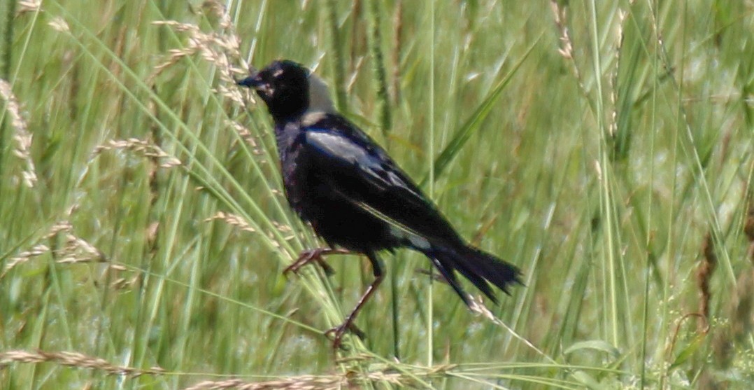 Bobolink - ML617965201