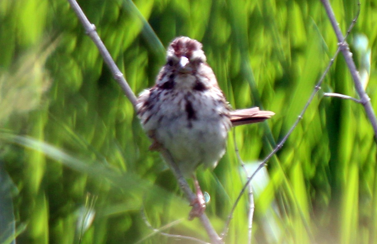 Song Sparrow - ML617965221