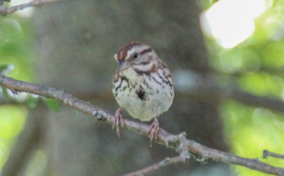 Song Sparrow - ML617965222