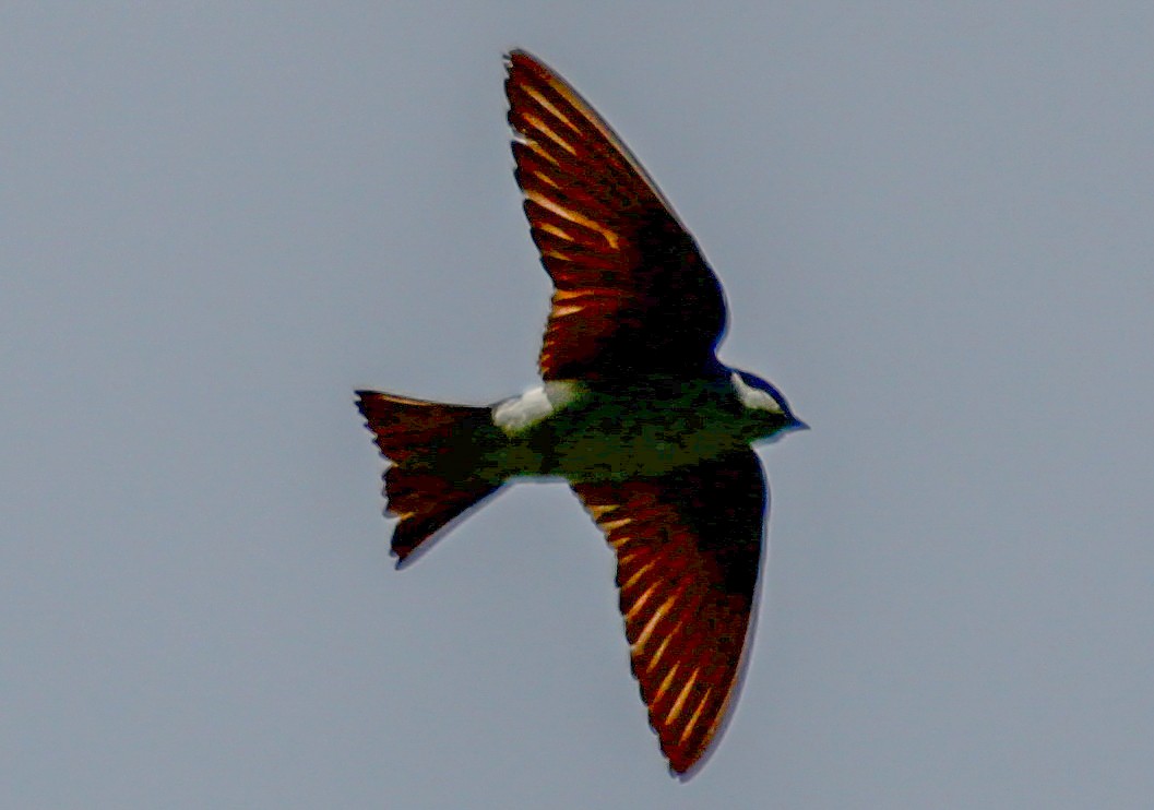 Golondrina Bicolor - ML617965227