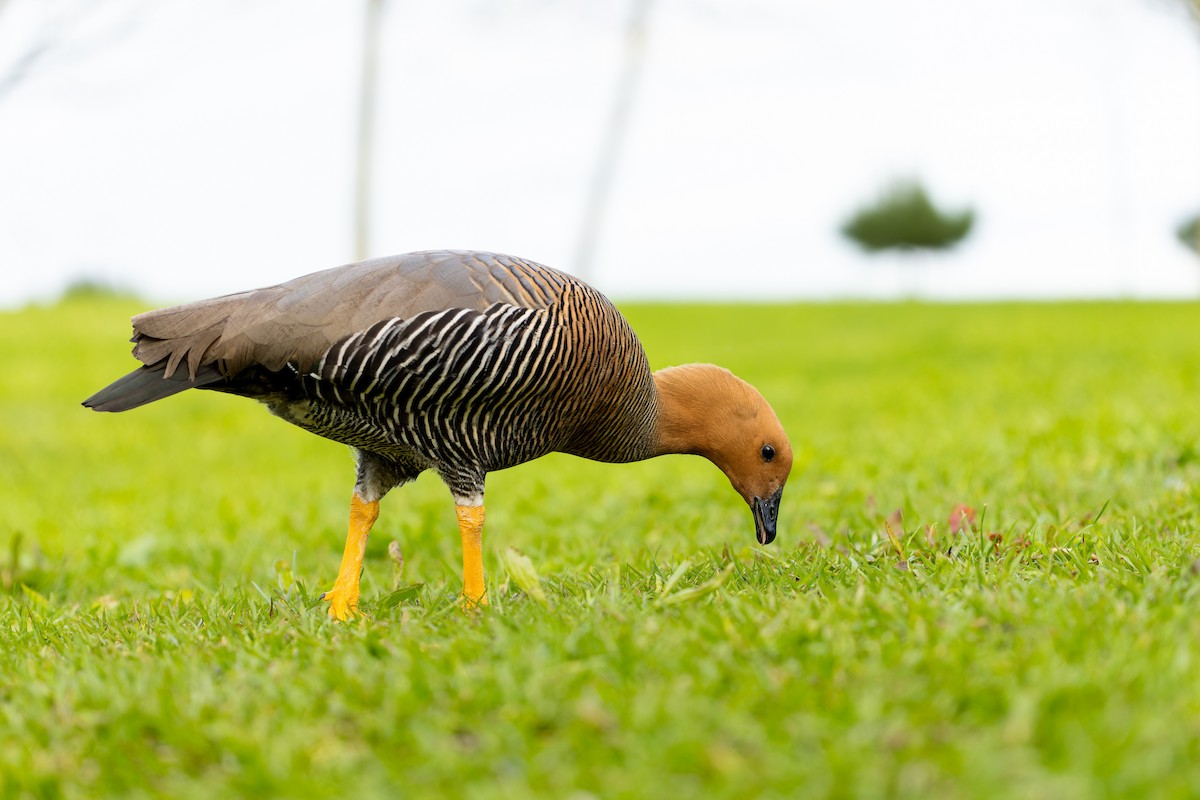 Upland Goose - ML617965272