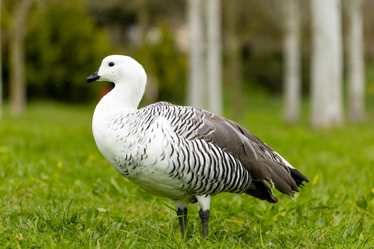 Upland Goose - ML617965290