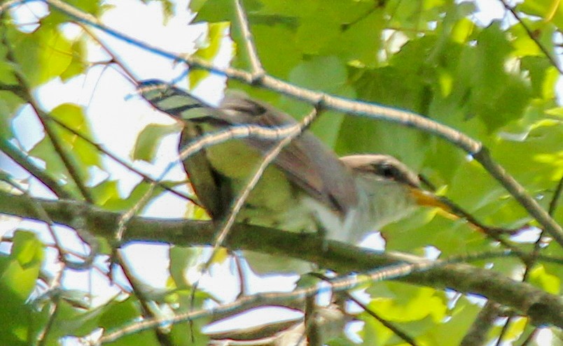 Yellow-billed Cuckoo - ML617965294