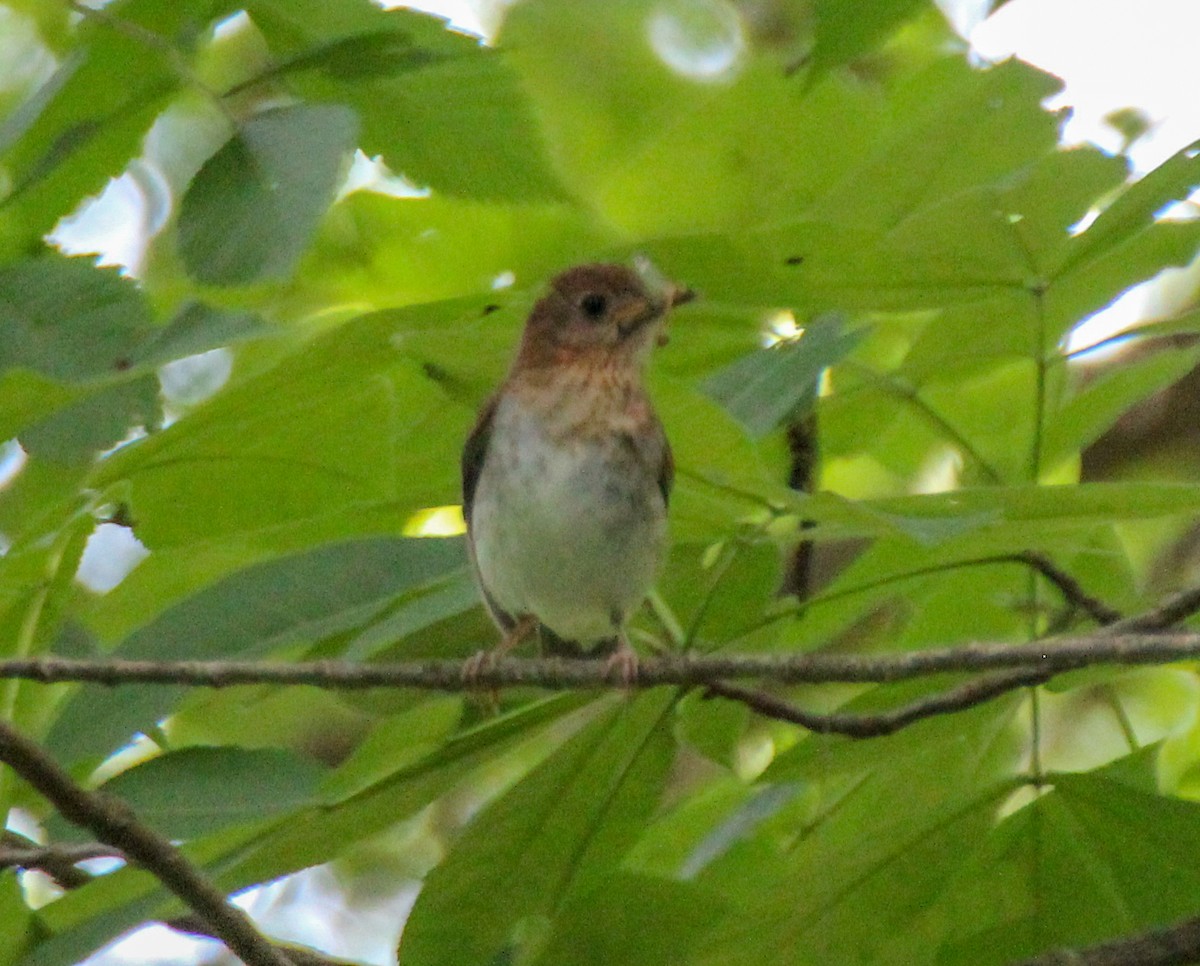 Veery - ML617965310