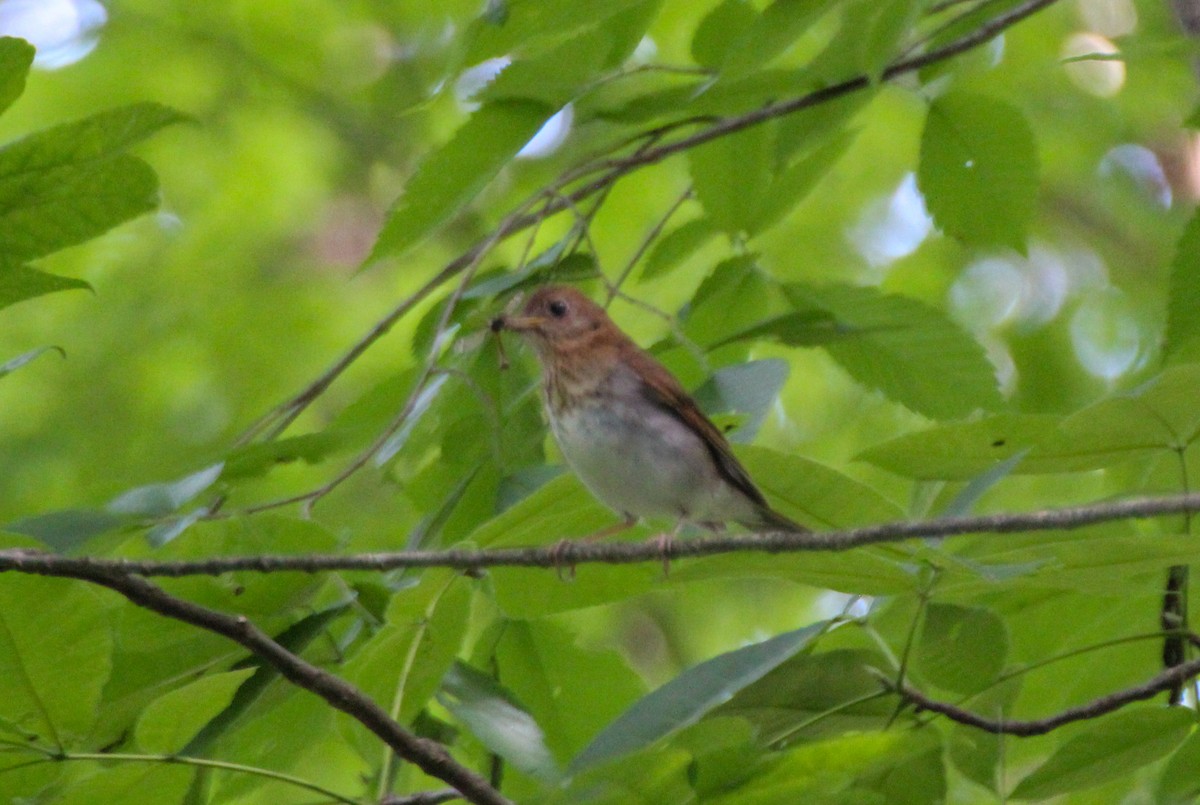 Veery - ML617965311