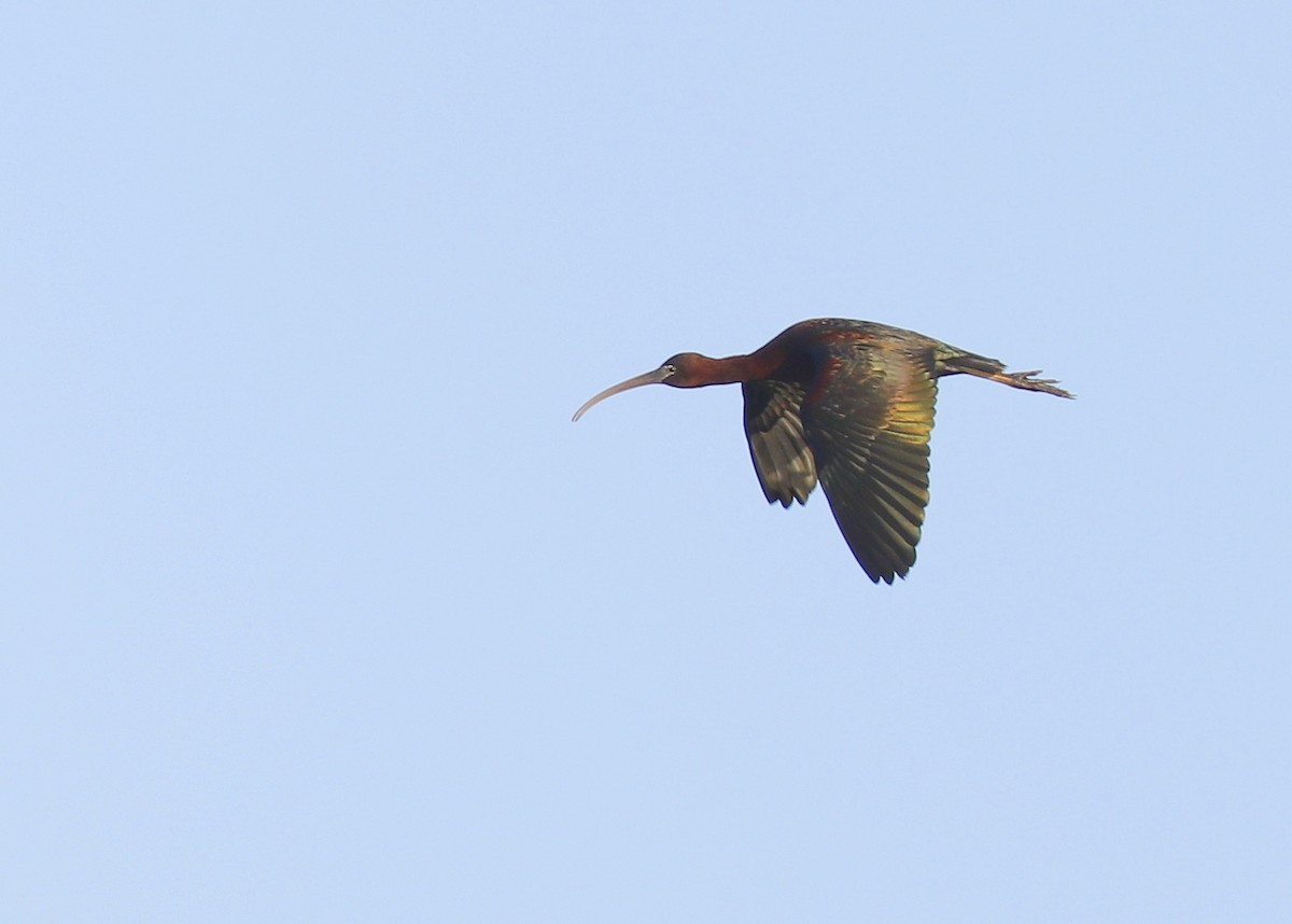 ibis hnědý - ML617965339