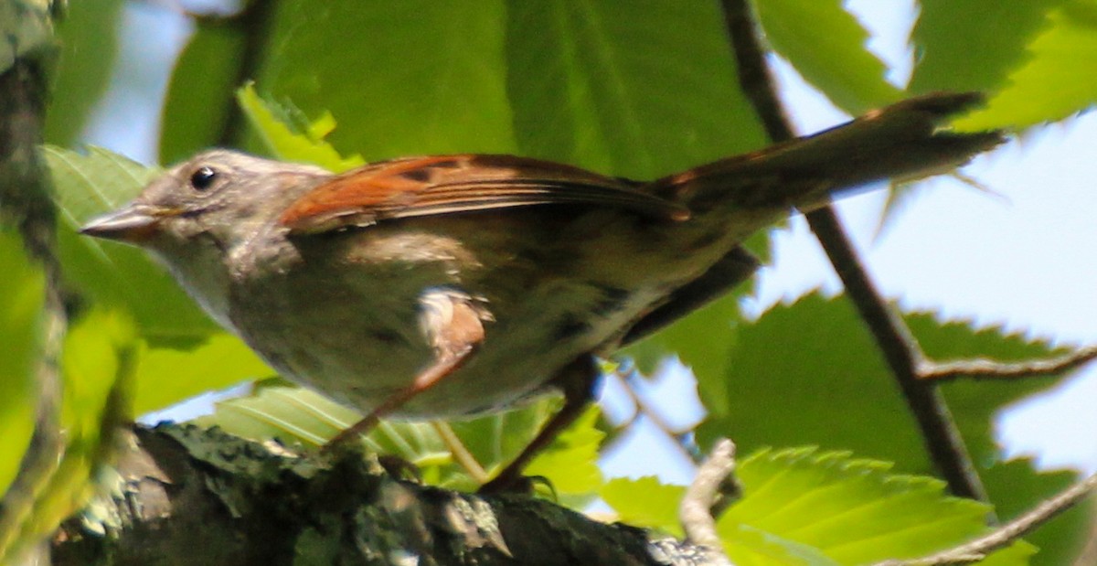 Swamp Sparrow - ML617965342