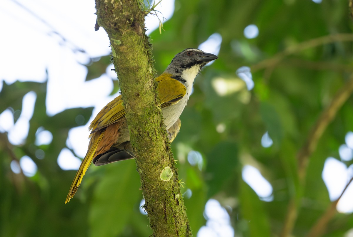 Black-headed Saltator - ML617965355