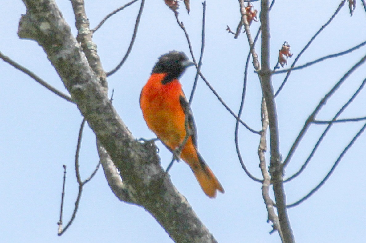 Baltimore Oriole - ML617965364