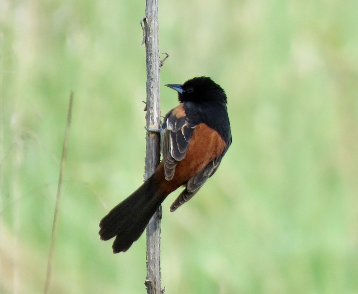 Orchard Oriole - George Poscover