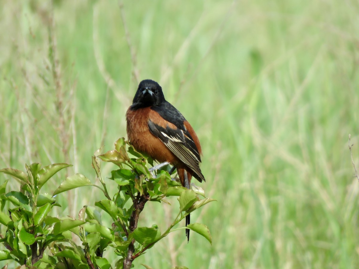 Orchard Oriole - ML617965388