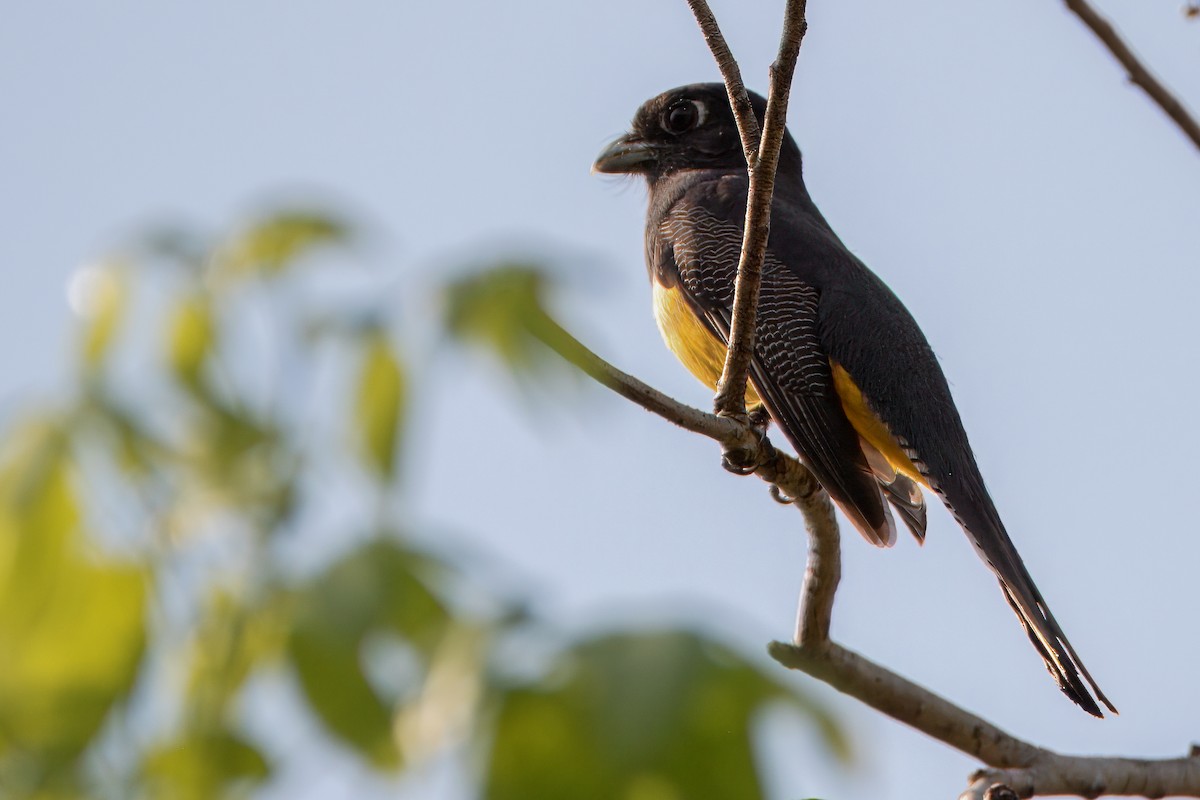 Gartered Trogon - Will Sebern