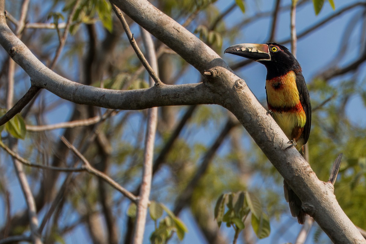 Collared Aracari - Will Sebern