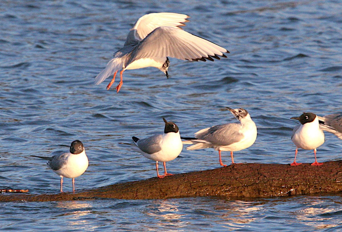 Bonaparte's Gull - ML617965504