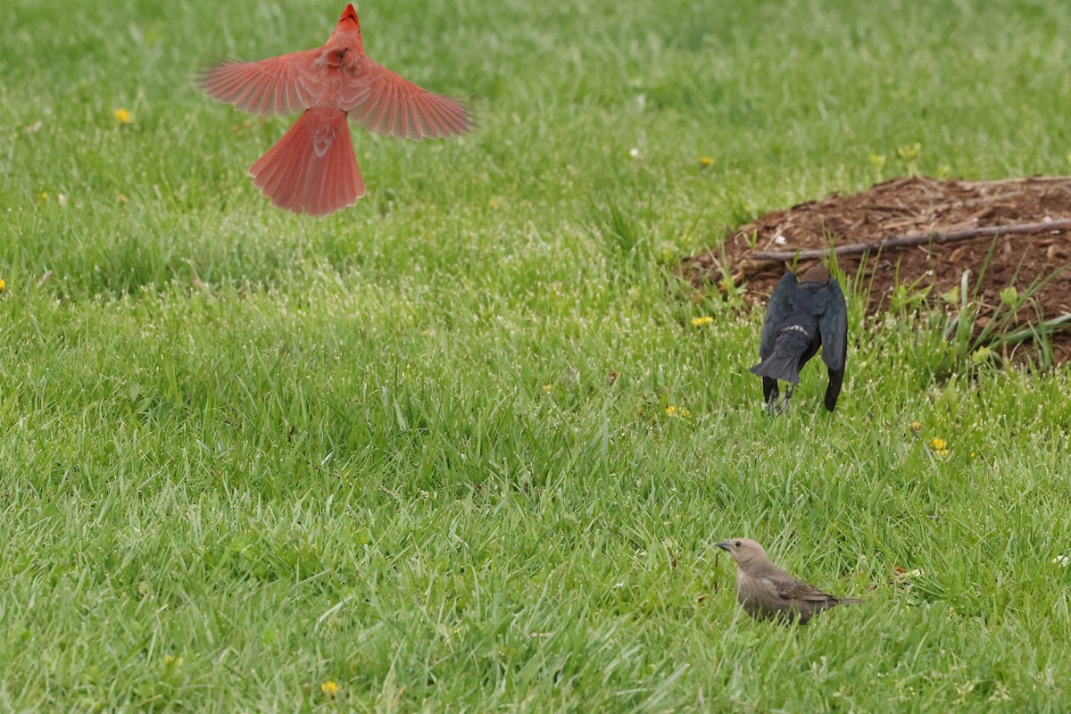 Northern Cardinal - ML617965555