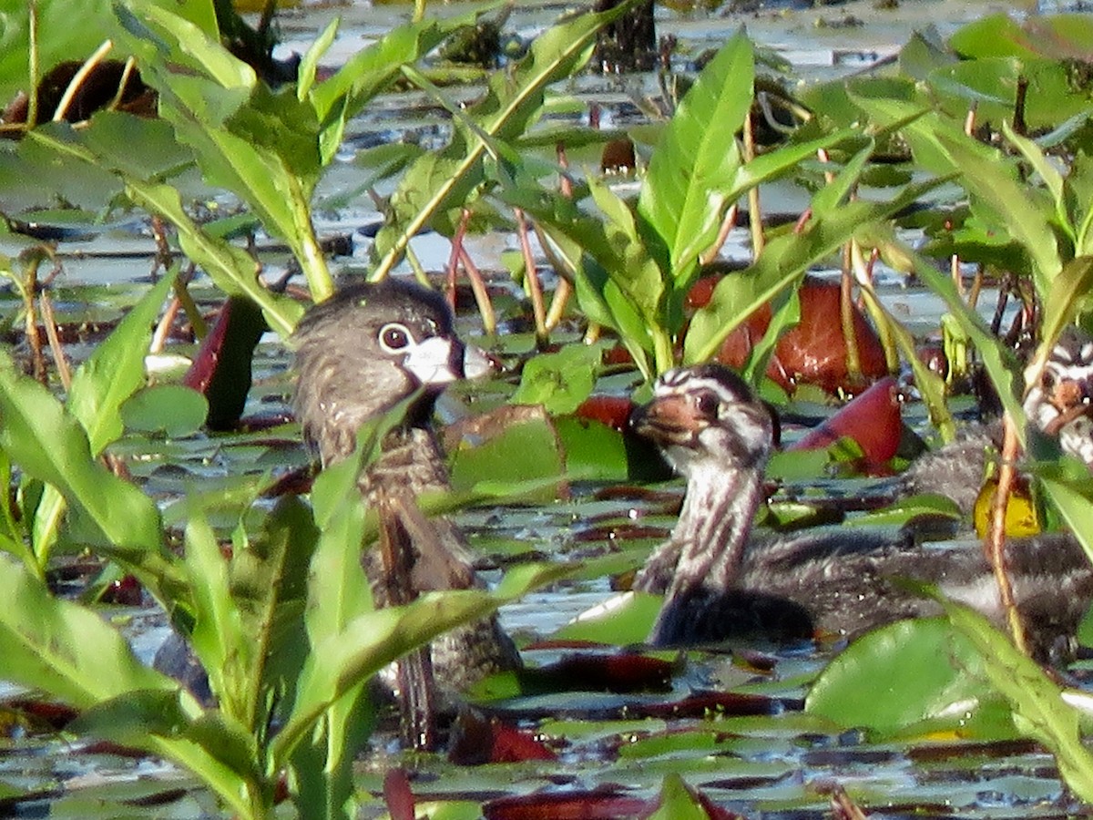 Grèbe à bec bigarré - ML617965712