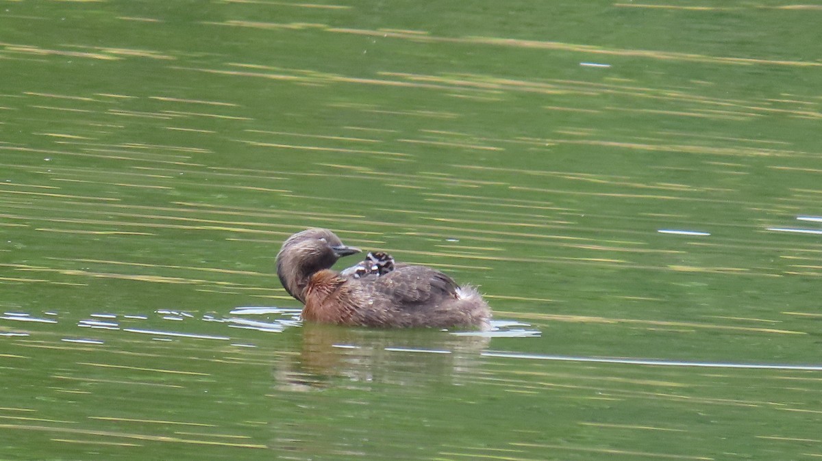 New Zealand Grebe - ML617965737