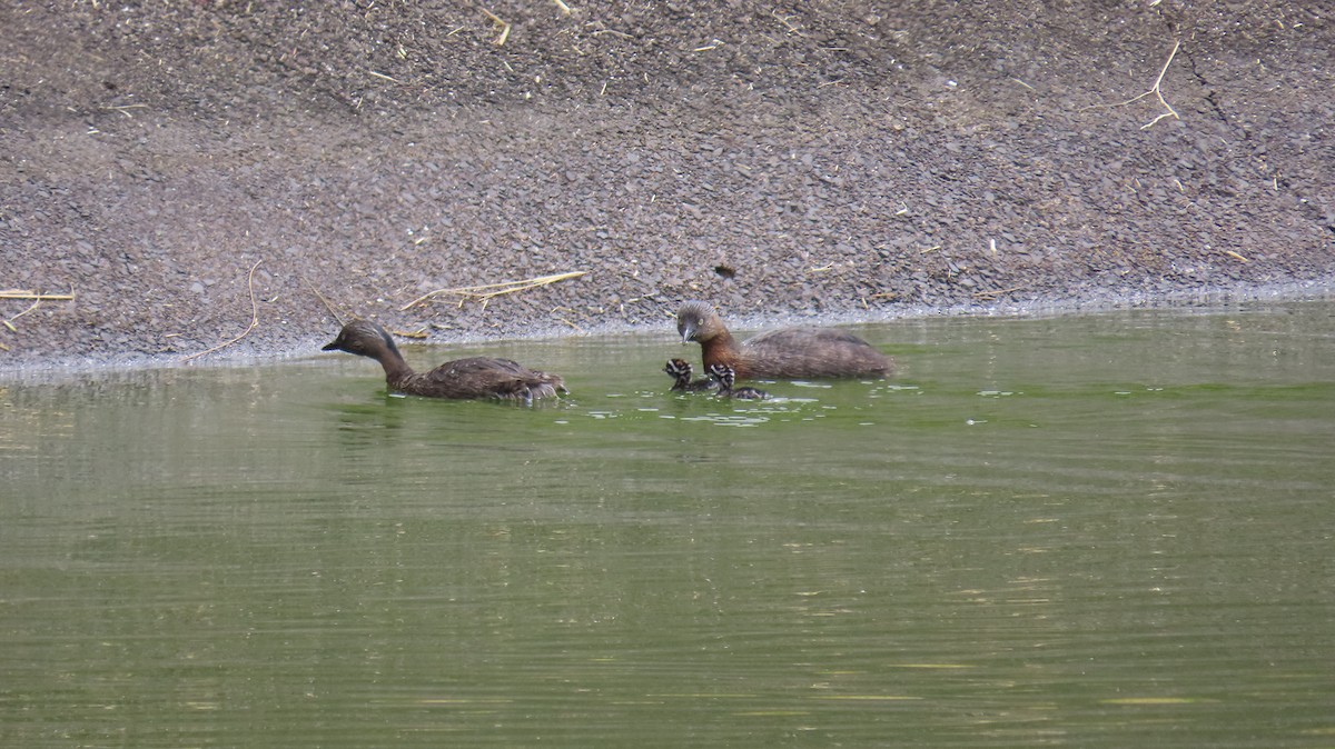 New Zealand Grebe - Lutz Schmechta