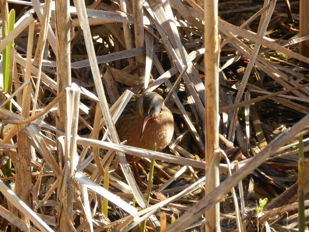 Virginia Rail - ML617965744