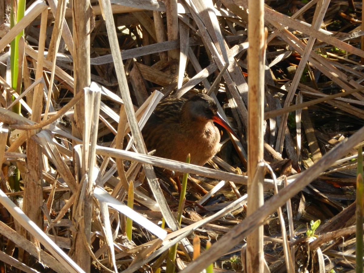 Virginia Rail - ML617965745