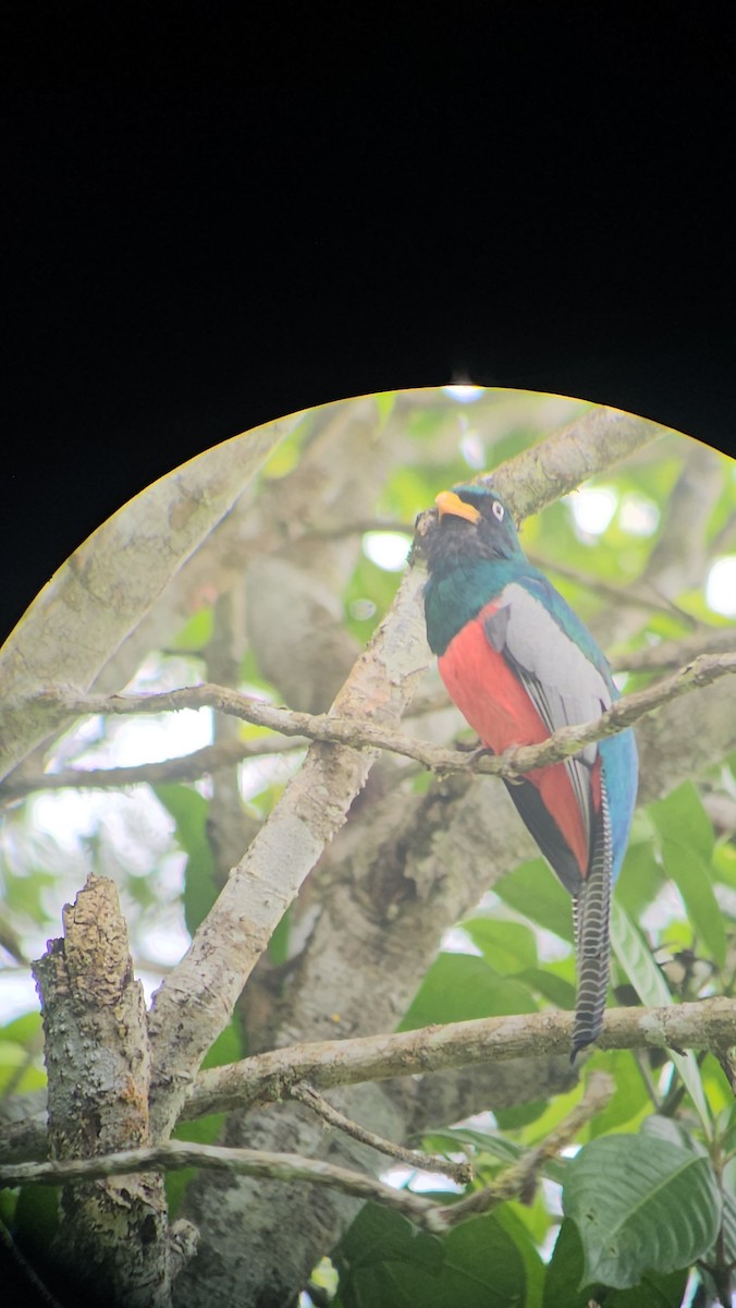 Lattice-tailed Trogon - Danny J Alvarado S