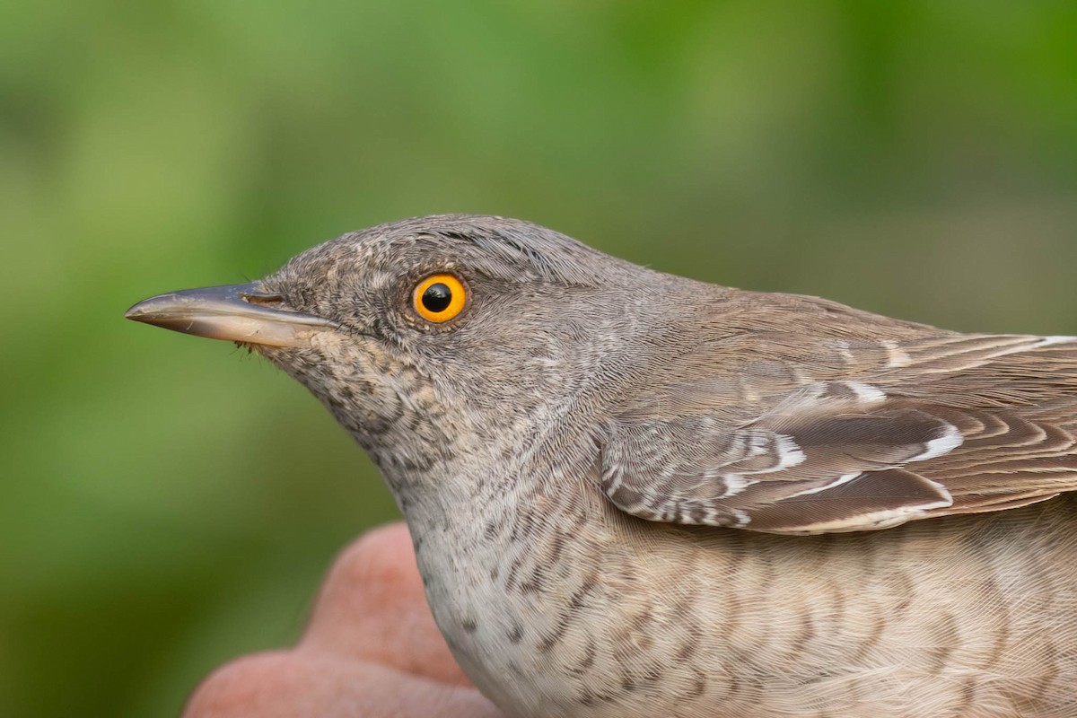 Barred Warbler - ML617965769