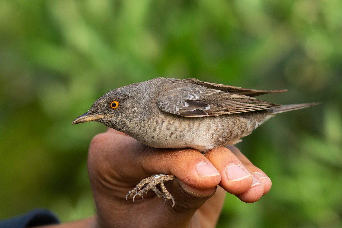 Barred Warbler - ML617965771