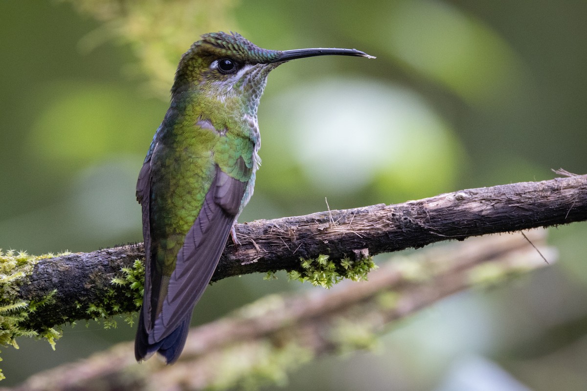 Violet-fronted Brilliant - ML617965786