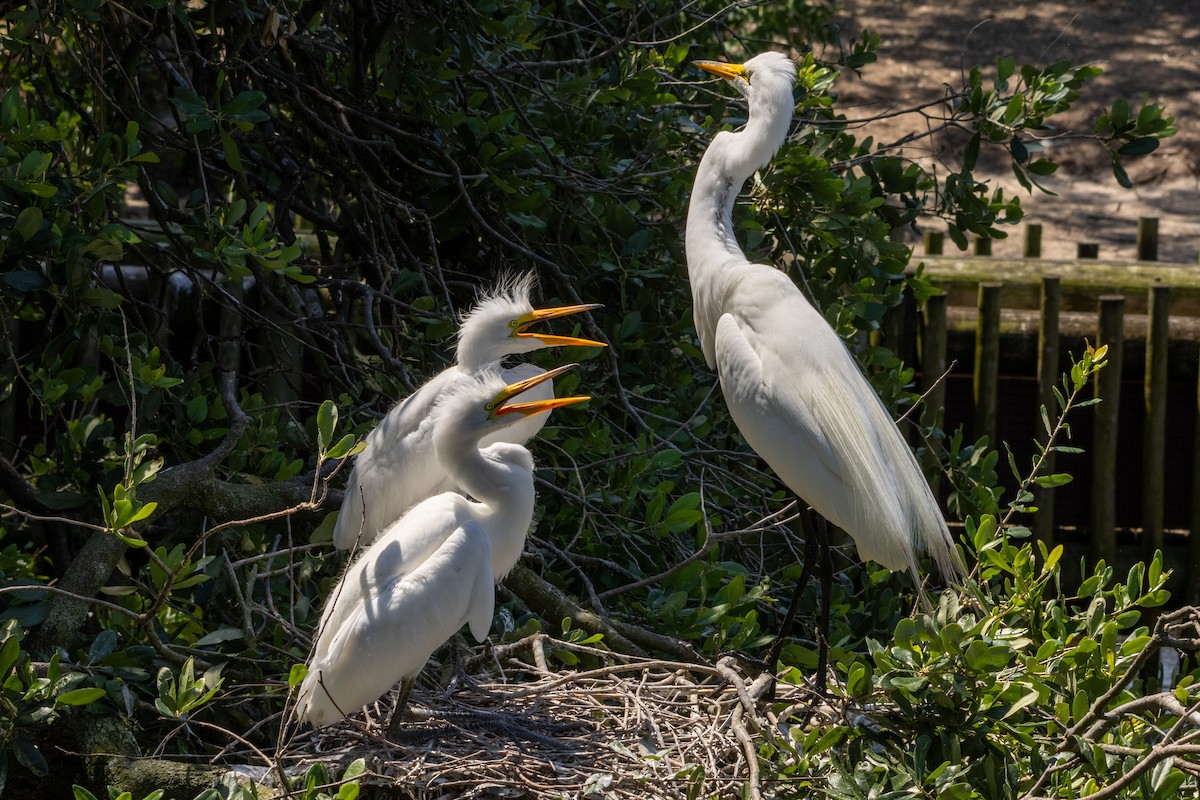 Great Egret - John Trent