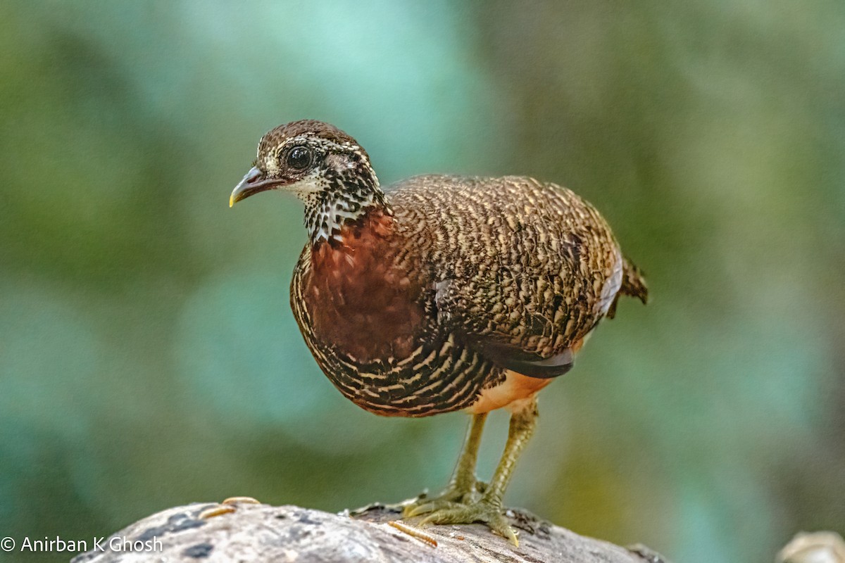 Sabah Partridge - ML617965851