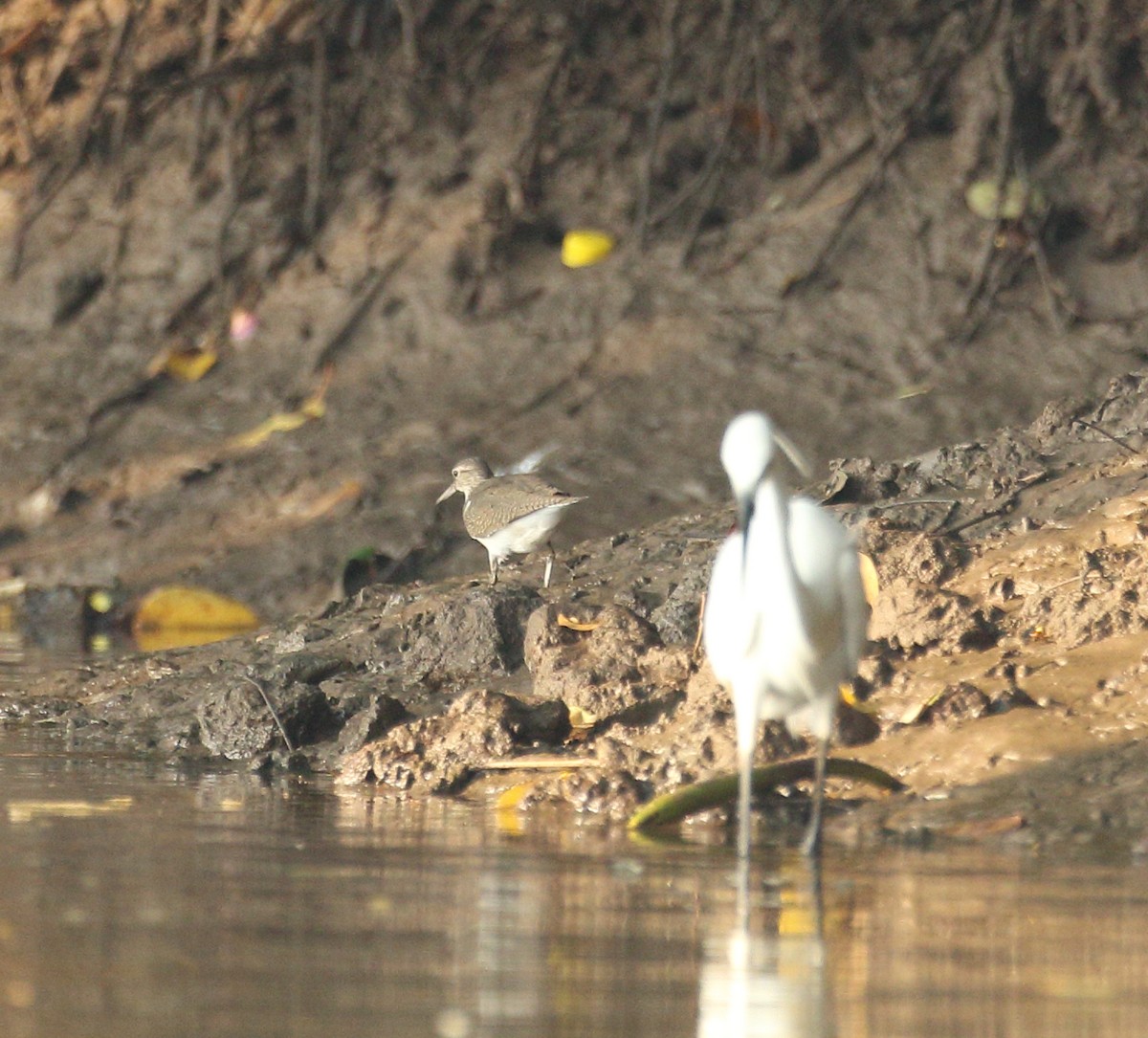 Common Sandpiper - Savio Fonseca (www.avocet-peregrine.com)